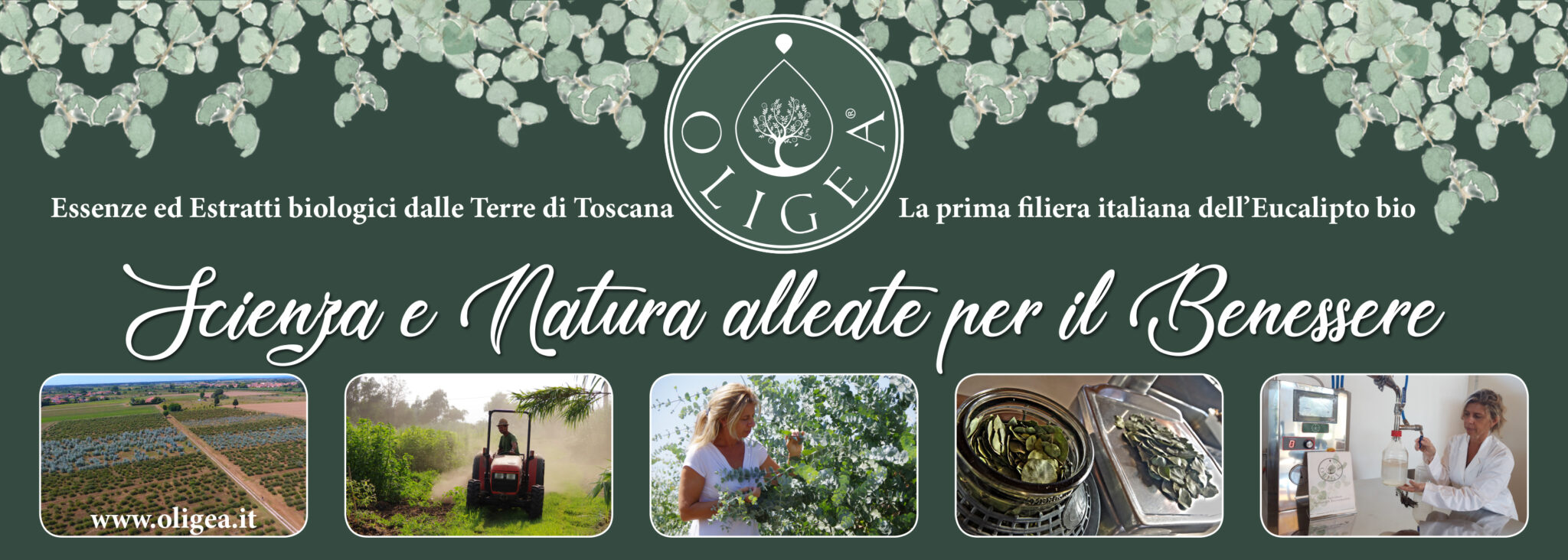 Essenze ed Estratti Biologici all'eucalipto