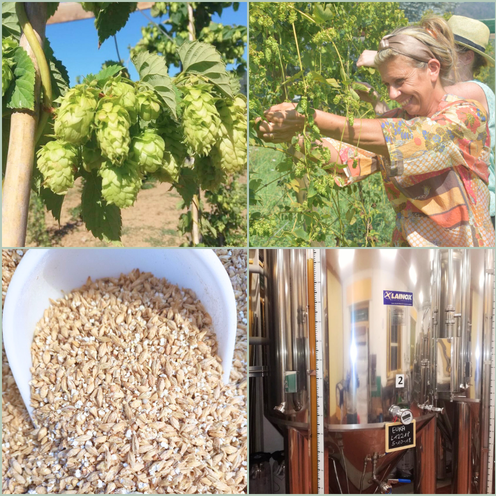 Filiera-Birra-Biologica-Artigianale-Euka-Toscana–-Oligea azienda agricola di Massarosa LU