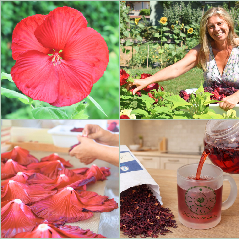 Filiera-Ibisco-Biologico-Oligea azienda agricola di Massarosa LU