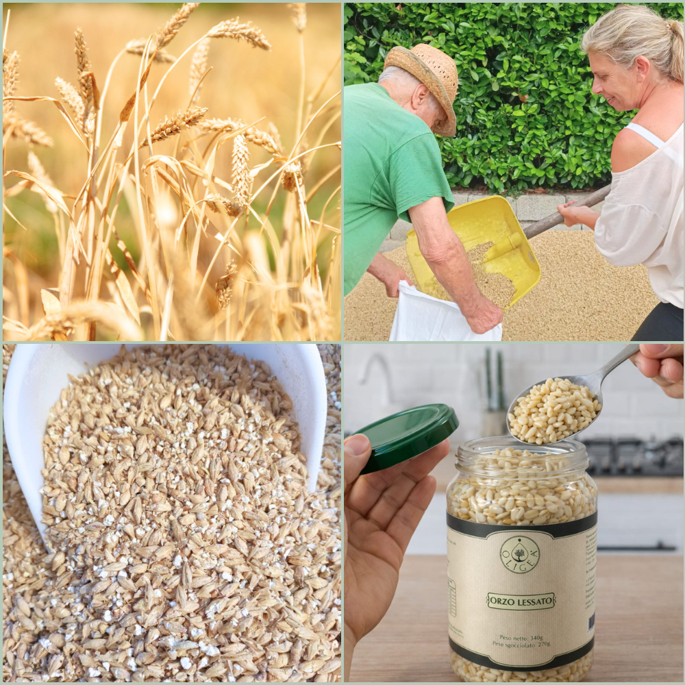 Filiera-Orzo-Biologico-Oligea azienda agricola di Massarosa LU