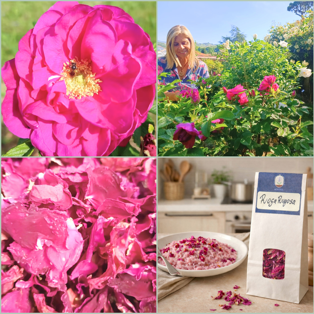 Filiera-Rosa-Rugosa-di-Massarosa-Biologico-Oligea azienda agricola di Massarosa LU