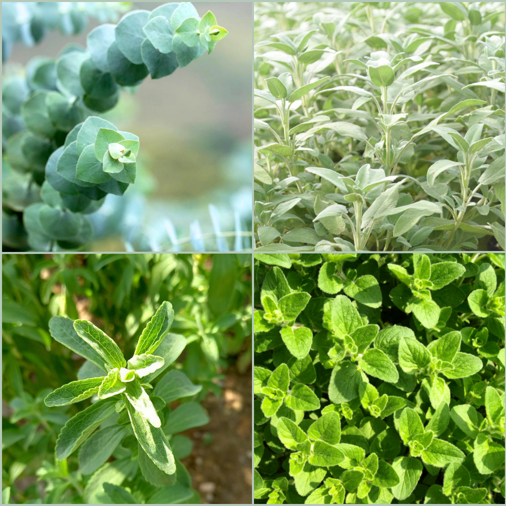 Dentifricio bio naturale Euka - Oligea azienda agricola di Massarosa LU