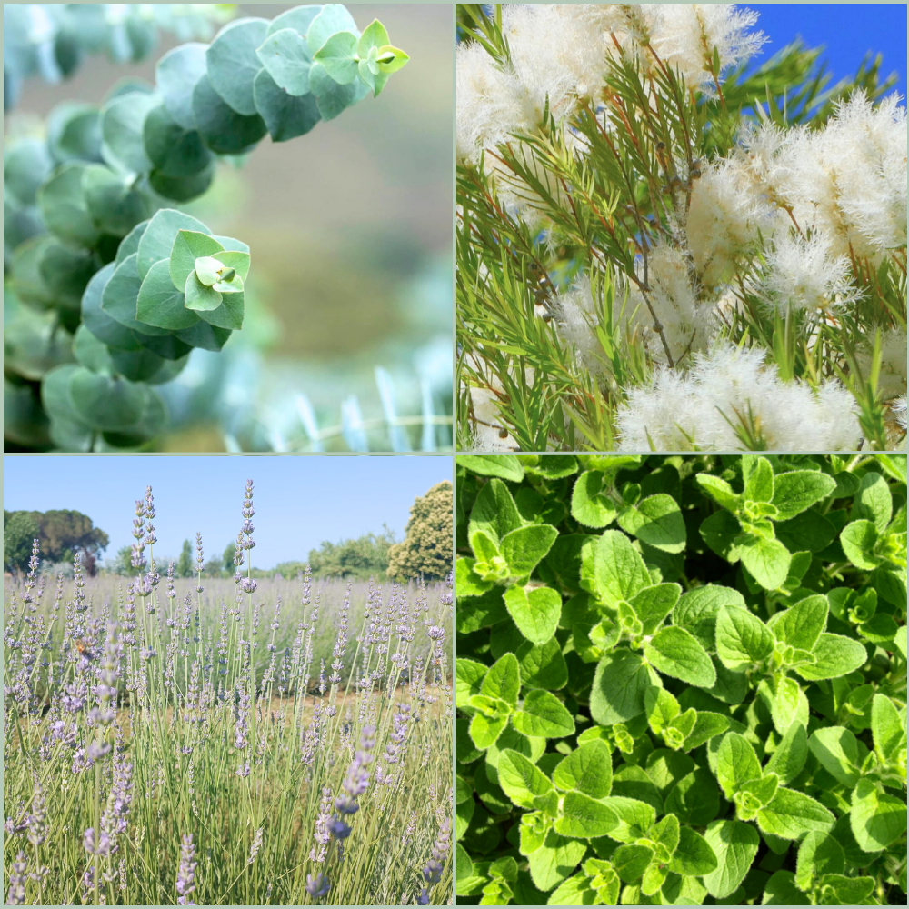 Ingredienti linea bio purificante e igienizzante Euka - Oligea azienda agricola di Massarosa LU