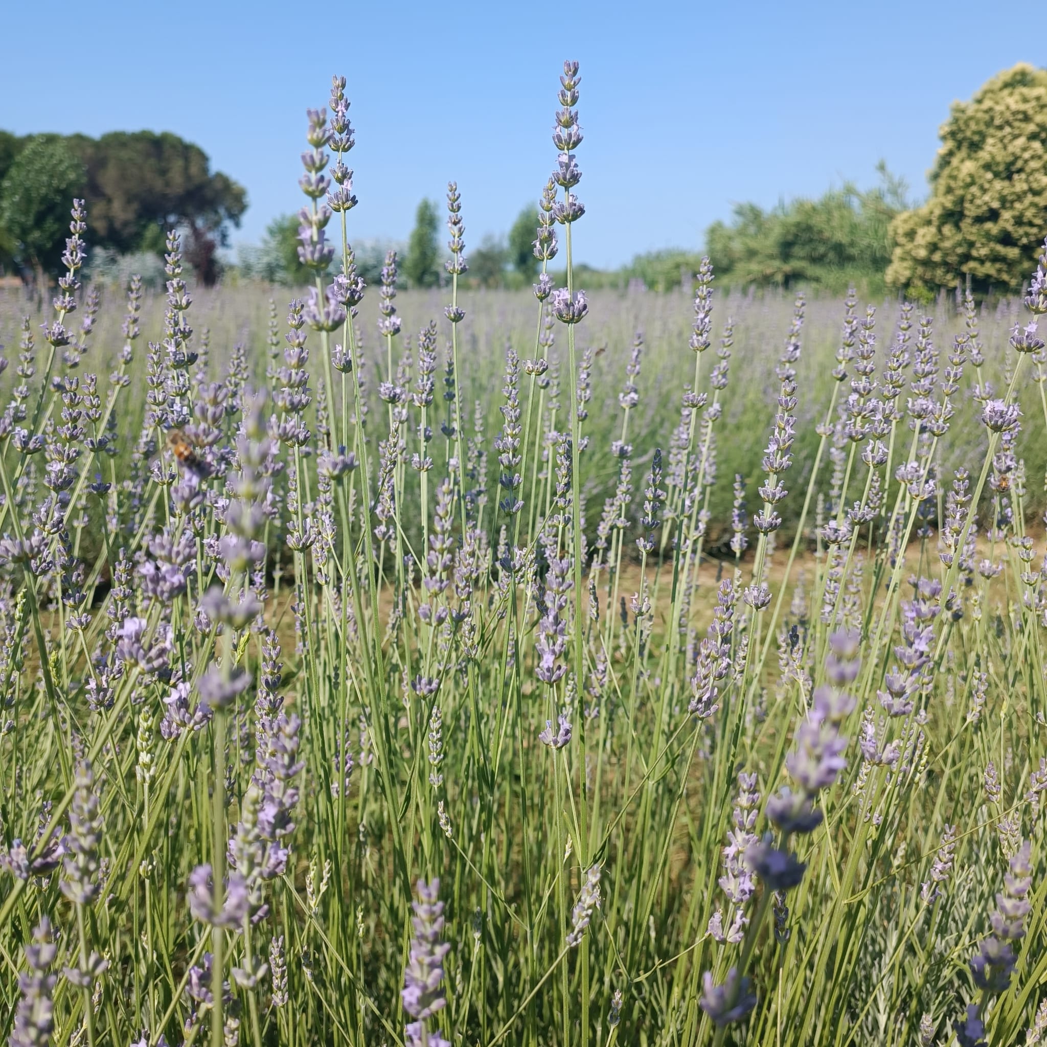 Ingredienti-Profumatore-Ambiente-Bastoncini-Armonia-Melogranoantico-bioprofumeria-Oligea azienda agricola di Massarosa LU