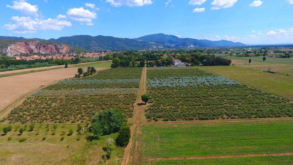 terreni oligea per la coltivazione di eucalipto biologico in toscana