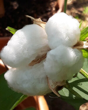 Batuffoli Cotone