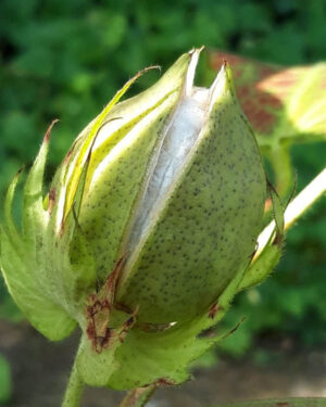 Batuffolo naturale con semi di cotone bio - immagine 4