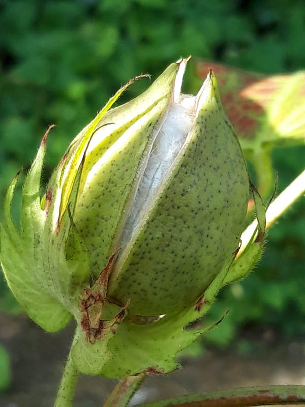 Batuffolo naturale con semi di cotone bio