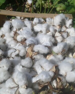 Batuffolo naturale con semi di cotone bio - immagine 6
