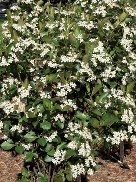 Aronia
