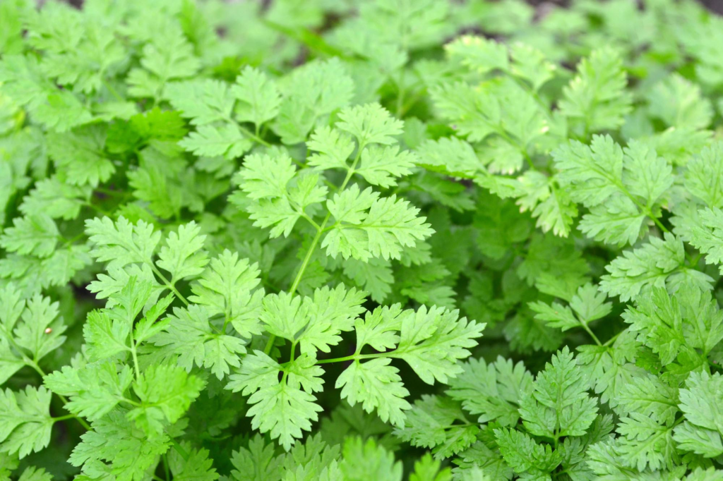 Cerfoglio