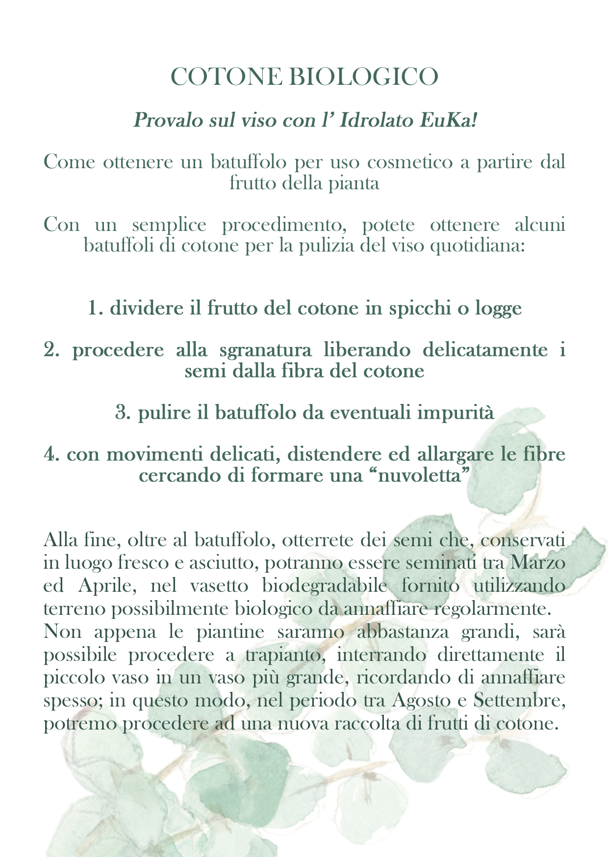come coltivare una pianta di cotone in caso