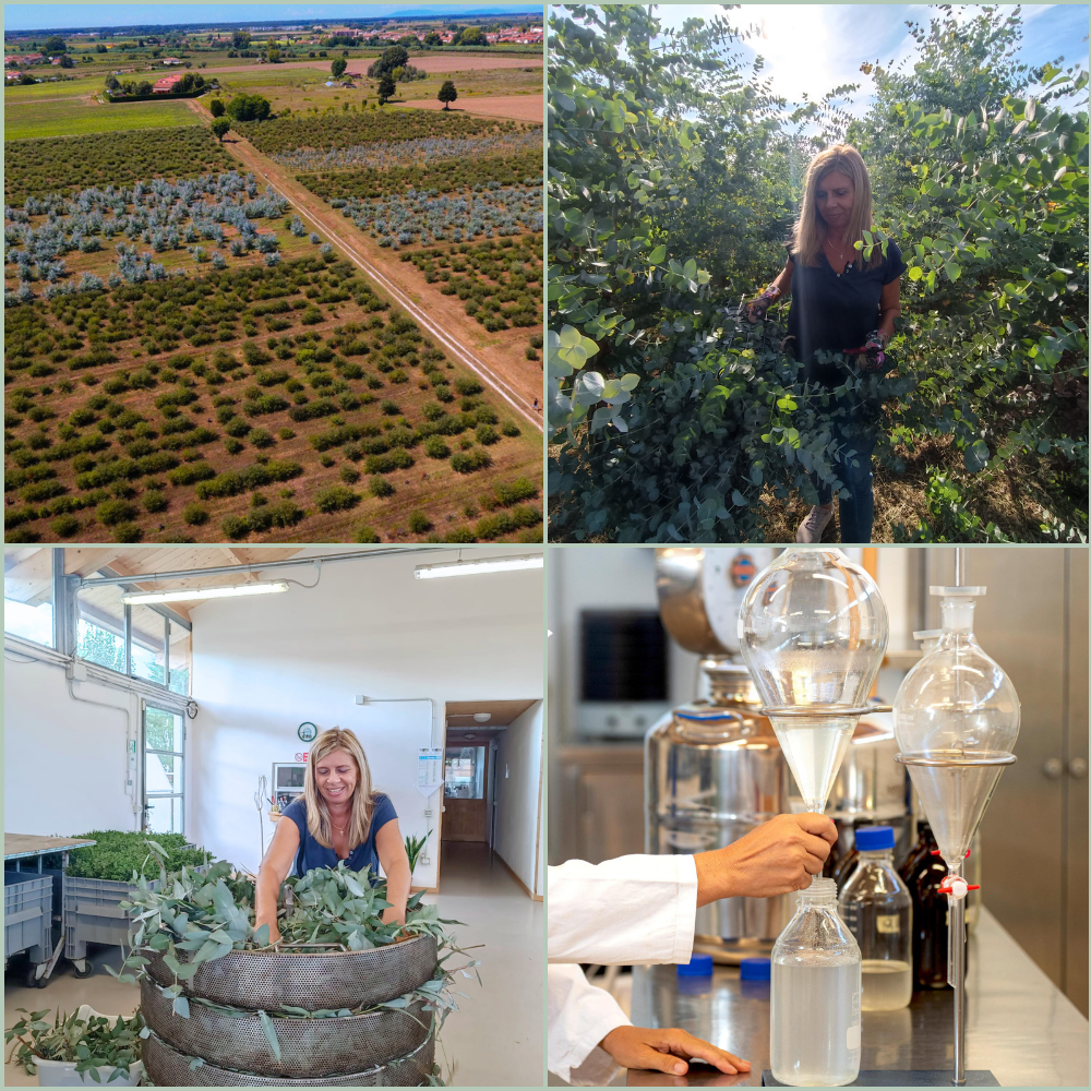 Filiera olio essenziale di eucalipto oligea