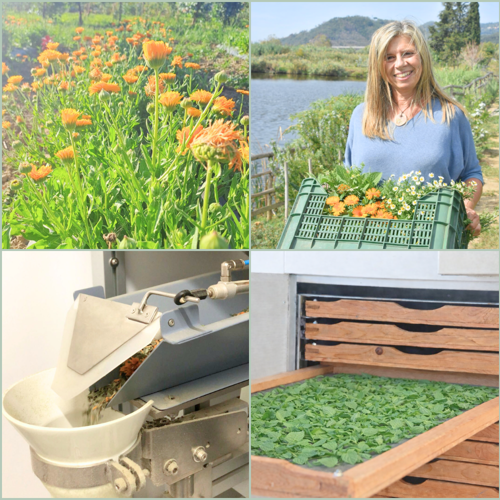 Filiera-Tisane-Biologiche-Natura-in-Tazza-Oligea azienda agricola di Massarosa LU
