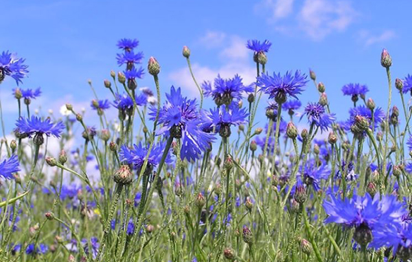 Fiordaliso