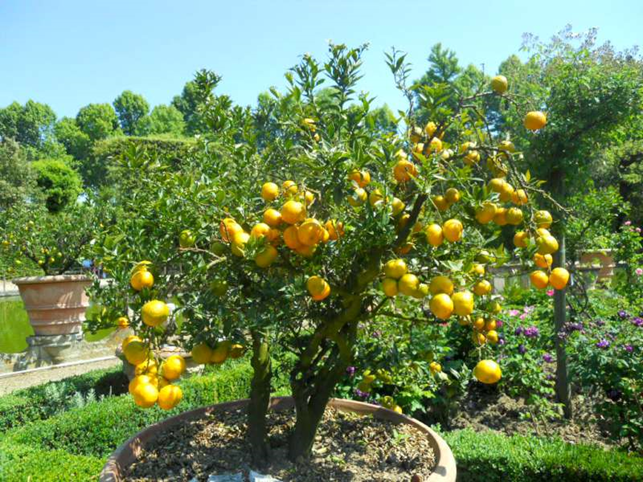 Limone