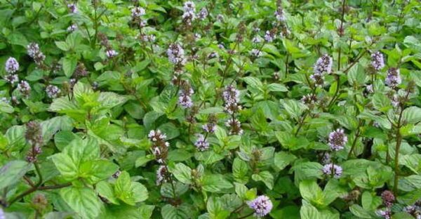 MENTA