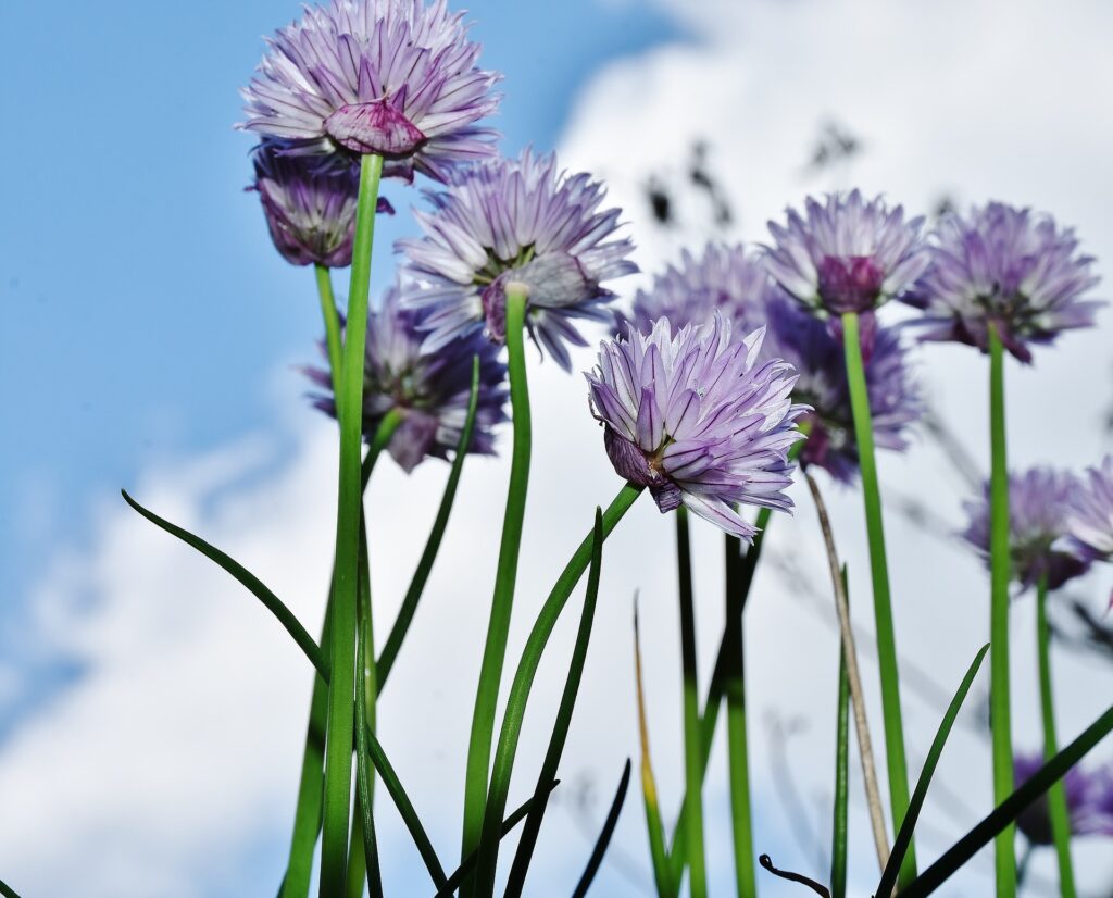 erbacipollina