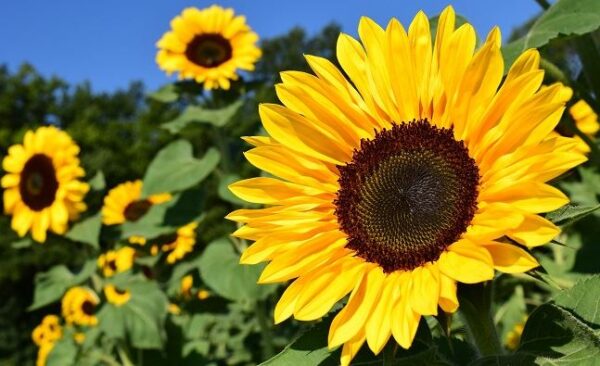 girasole