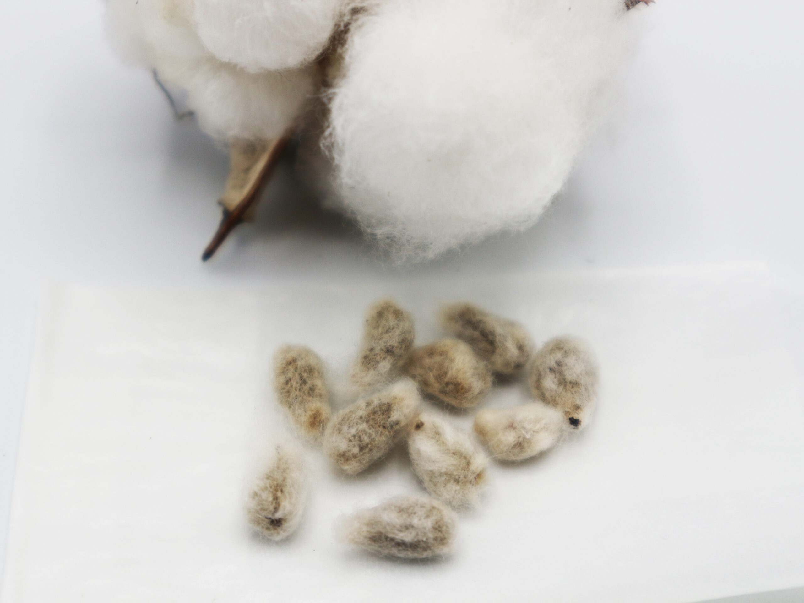 Batuffolo naturale con semi di cotone bio - immagine 7