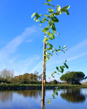 Pianta di Eucalipto Globulus