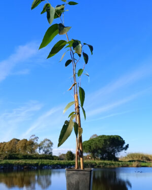 Pianta di Eucalipto Robusta