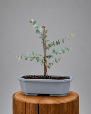 Pianta Bonsai di Eucalitpo Azienda Agricola Versil Green - Oligea