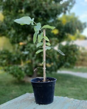 Pianta Giovane di Eucalipto Globulus