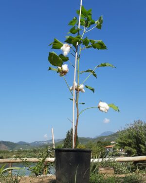 pianta cotone con batuffolo