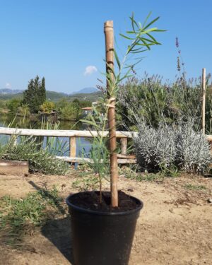 pianta di eucalipto varietà Nicolii