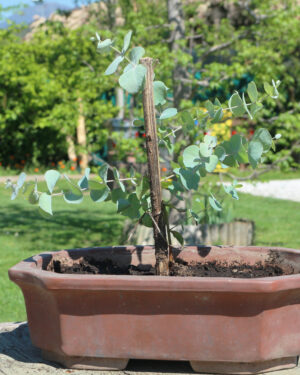 bonsai di eucalipto cinerea