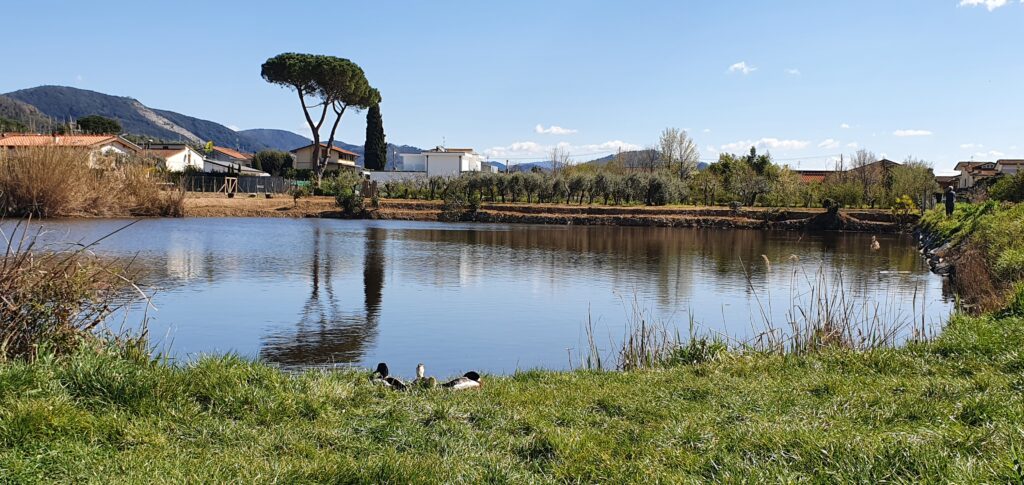 Il Laghetto di Manipura, oasi di pace nel cuore di Massarosa