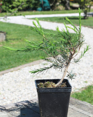 piantina giovane tea tree