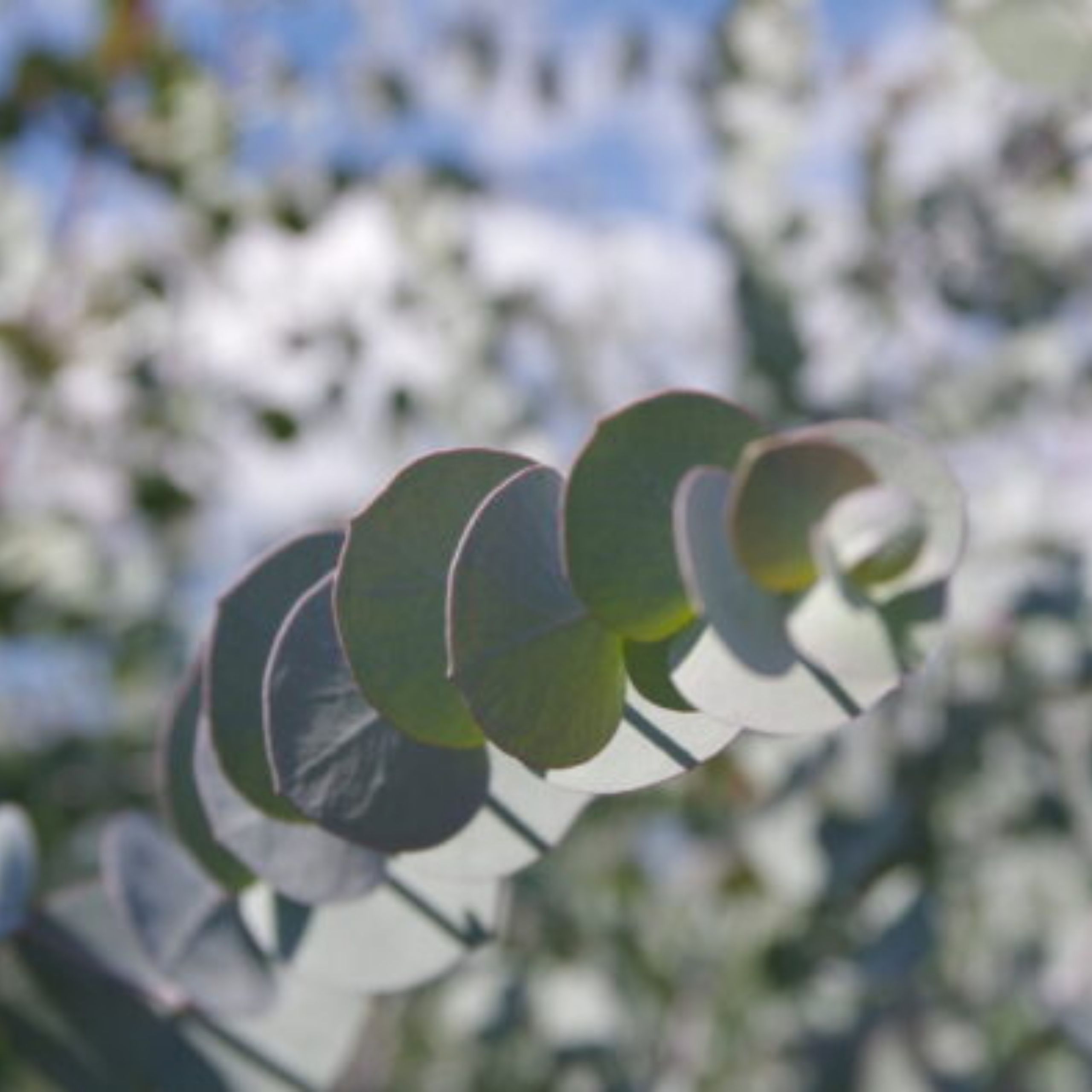 eucalipto toscana oligea
