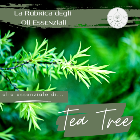 Tea Tree: proprietà ed uso dell’olio essenziale
