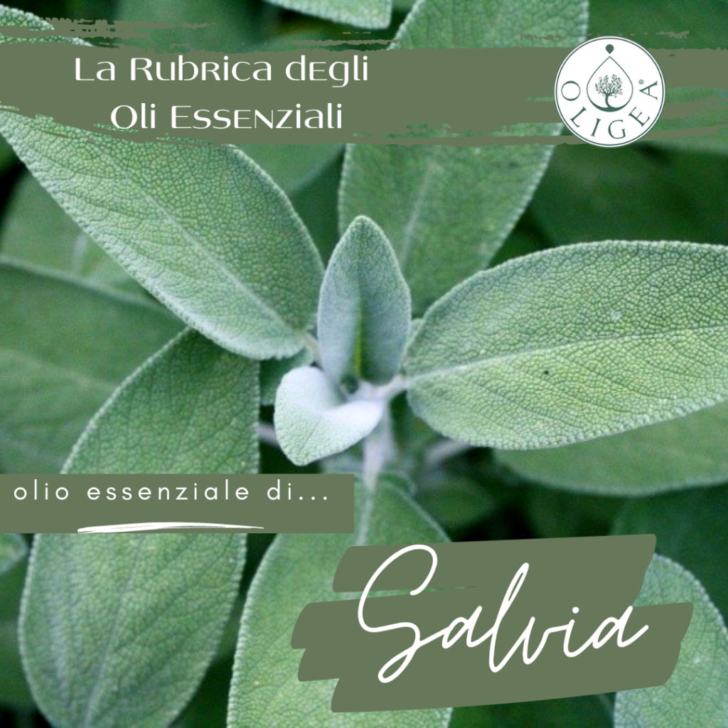 Salvia proprietà ed uso dell’olio essenziale