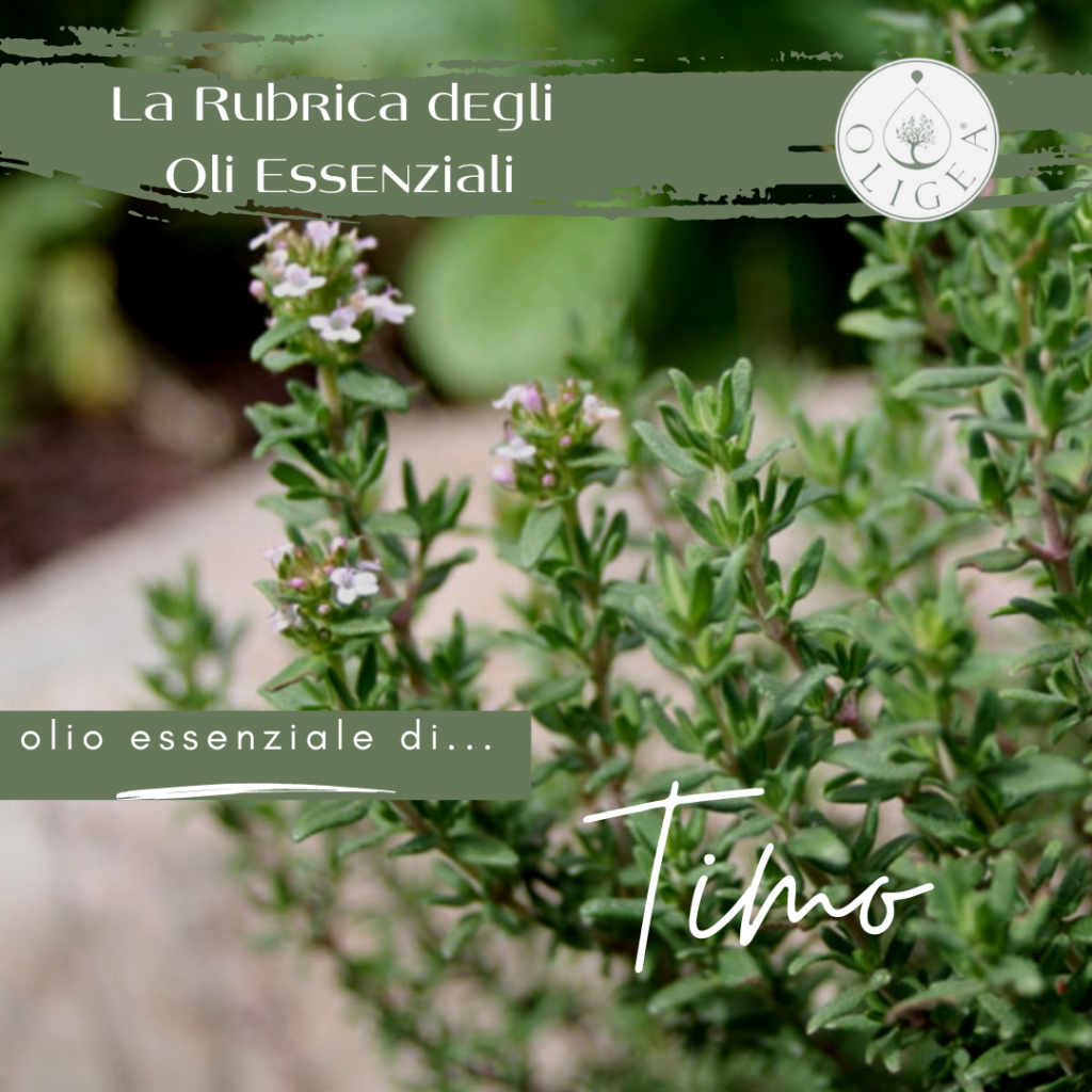 Timo proprietà ed uso dell’olio essenziale