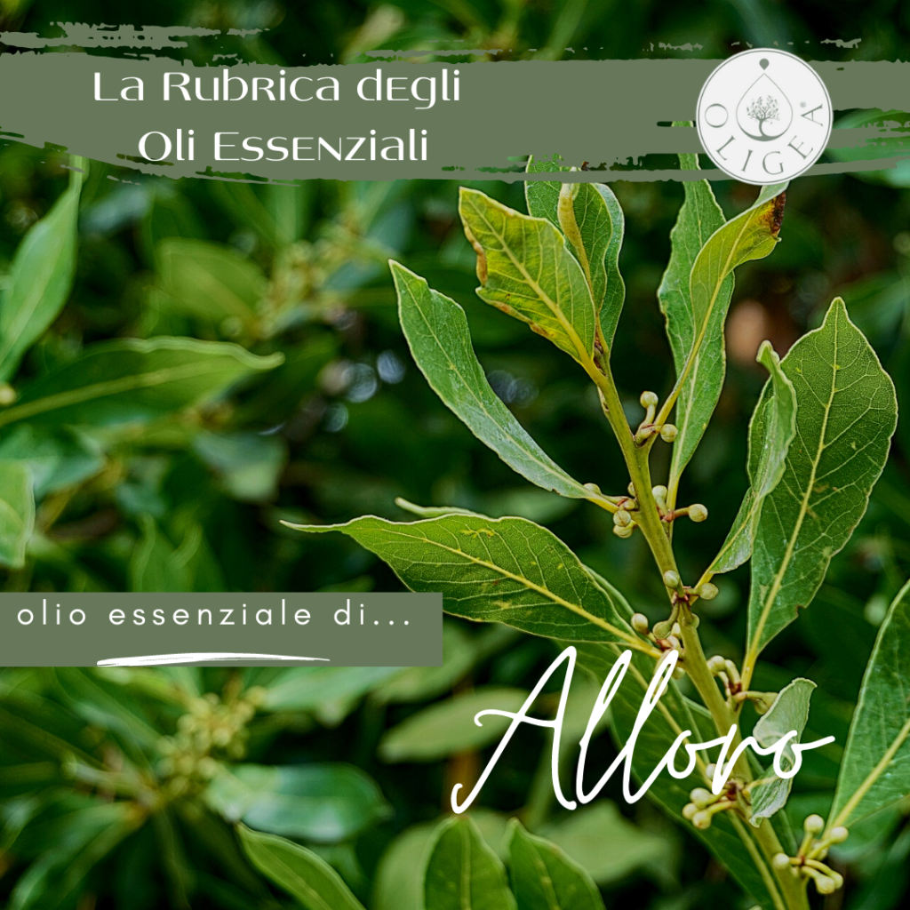 Alloro proprietà ed uso dell’olio essenziale
