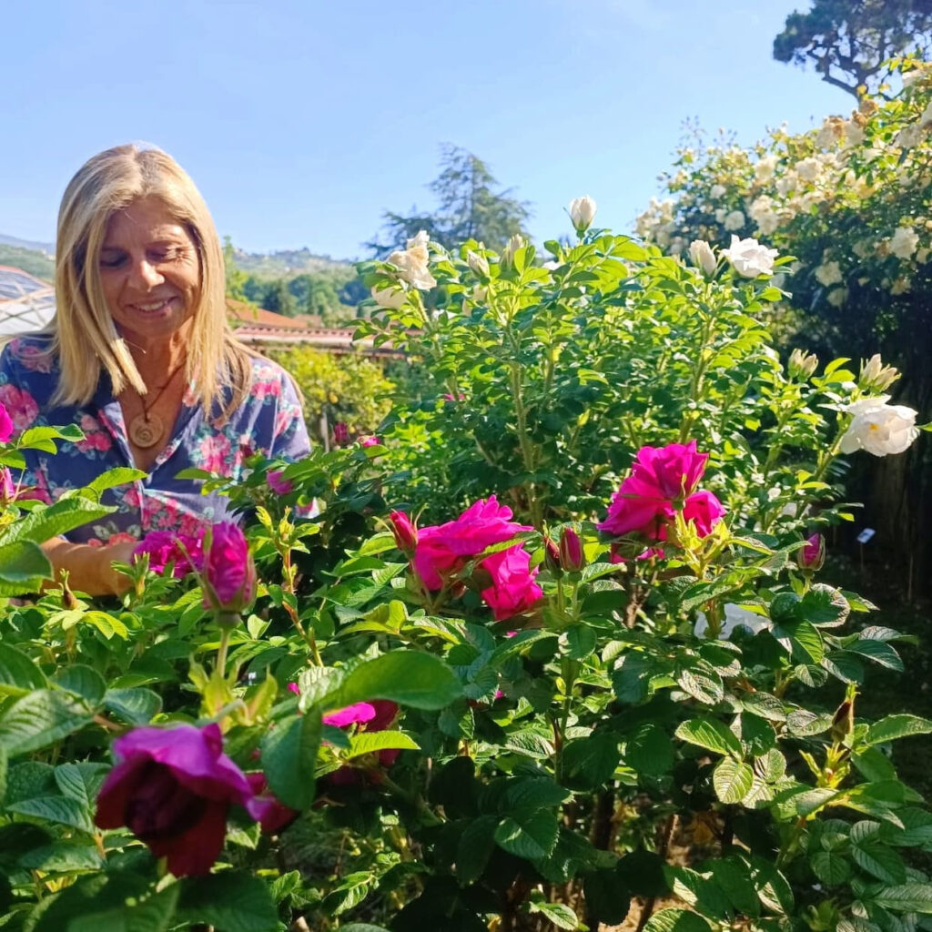 Elena giannini raccoglie rosa rugosa di massarosa ne il giardino di manipura (1)