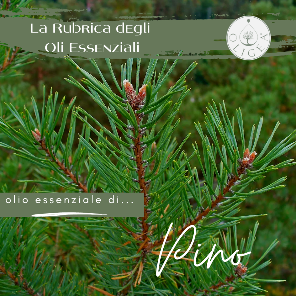 Pino proprietà ed uso dell’olio essenziale