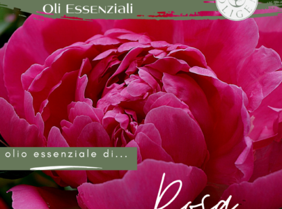 Rosa: proprietà ed uso dell’olio essenziale