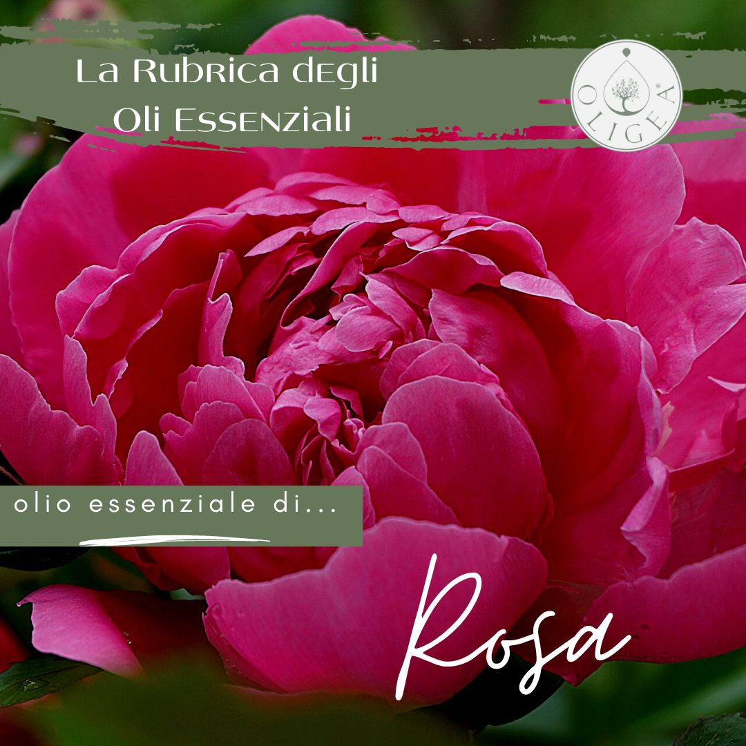 Rosa proprietà ed uso dell’olio essenziale