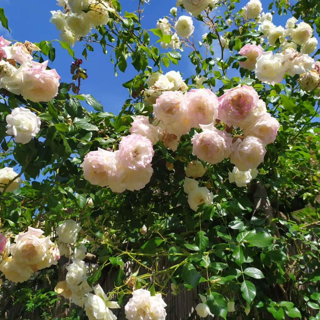 rosa rugosa di massarosa ne il giardino di manipura (1)