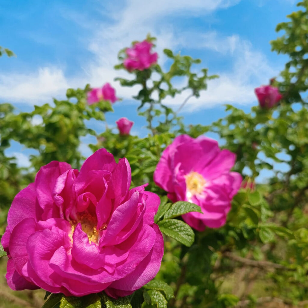 rosa rugosa di massarosa ne il giardino di manipura (2)