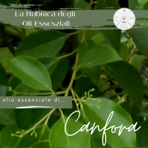Canfora proprietà ed uso dell’olio essenziale