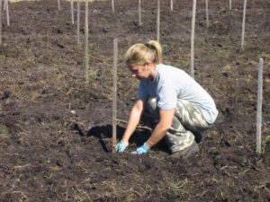 Elena Giannini che pianta piante di eucalipto nella terra nera di bonifica di massarosa lucca toscana
