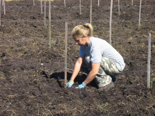 Elena Giannini che pianta piante di eucalipto nella terra nera di bonifica di massarosa lucca toscana
