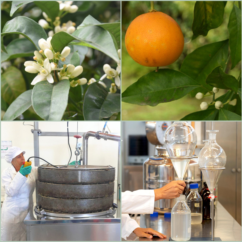 "Olio essenziale di eucalipto Oligea, azienda agricola biologica toscana di Massarosa (LU) per utilizzo cosmetico e aromaterapico"