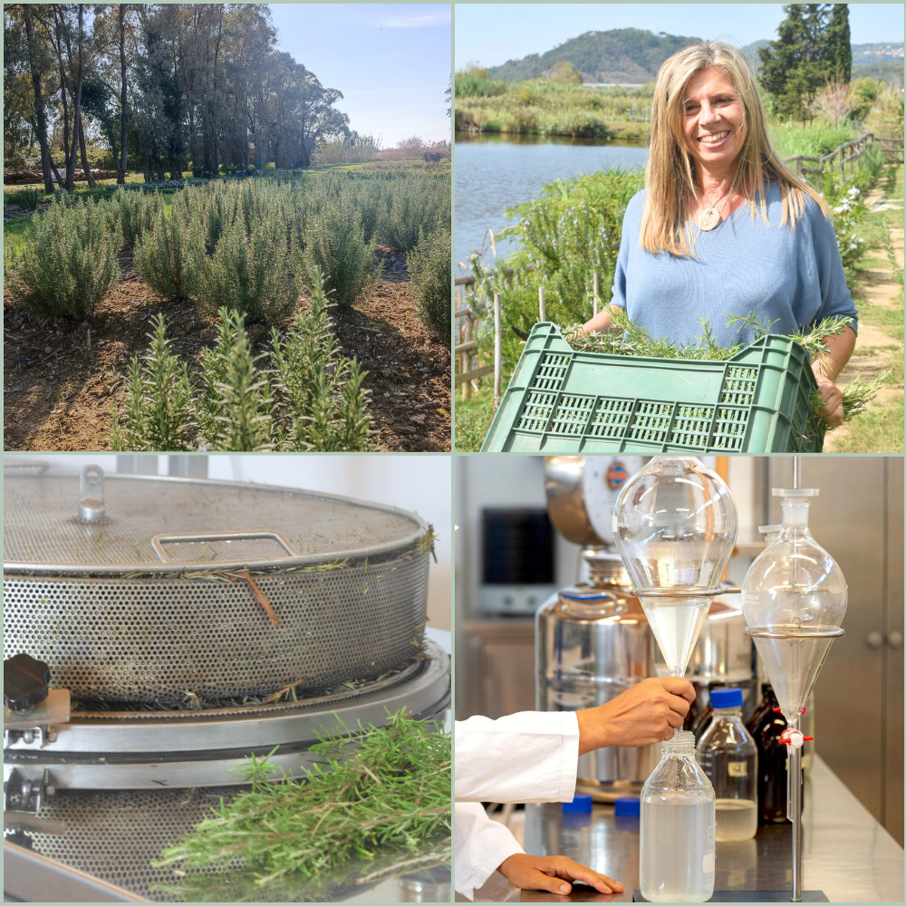 Filiera Olio essenziale di rosmarino - utilizzo cosmetico e aromaterapico