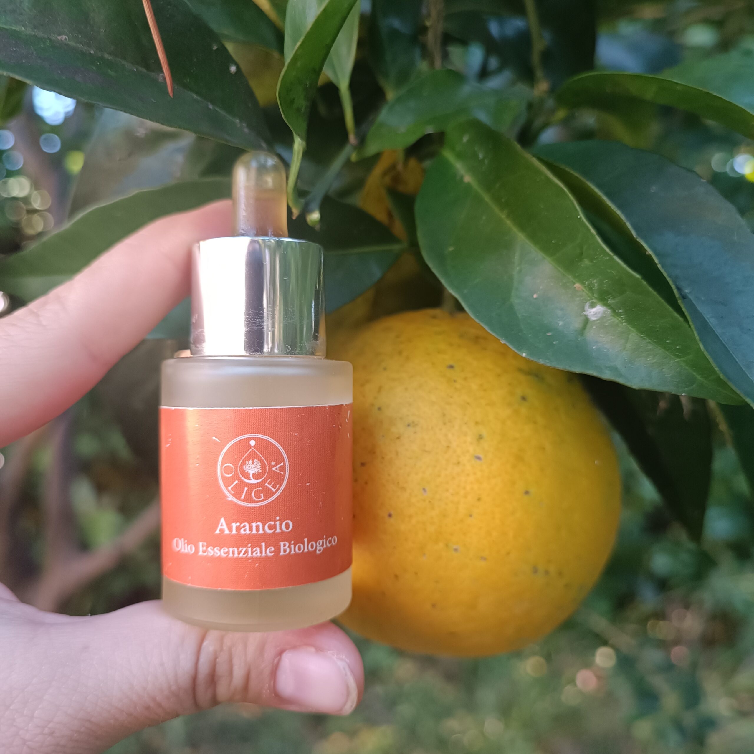 Olio Essenziale di Arancio Biologico 15 ml – Oligea - immagine 2